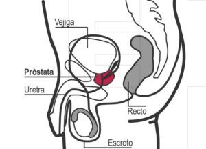Los diagnósticos de cáncer de próstata aumentaron un 3 % anual entre 2014 y 2021 en EE.UU., según el informe anual de la ACS. Detalle de una infografía de la Agencia EFE acerca del Cáncer de próstata. EFE