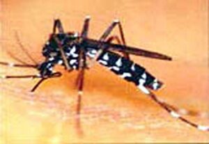 Fotografía de archivo de un mosquito tigre. EFE