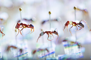 Imagen de una colección museística de hormigas de Fiyi. Peter Ginter/Universidad de posgrado del Instituto de Ciencia y Tecnología de Okinawa.