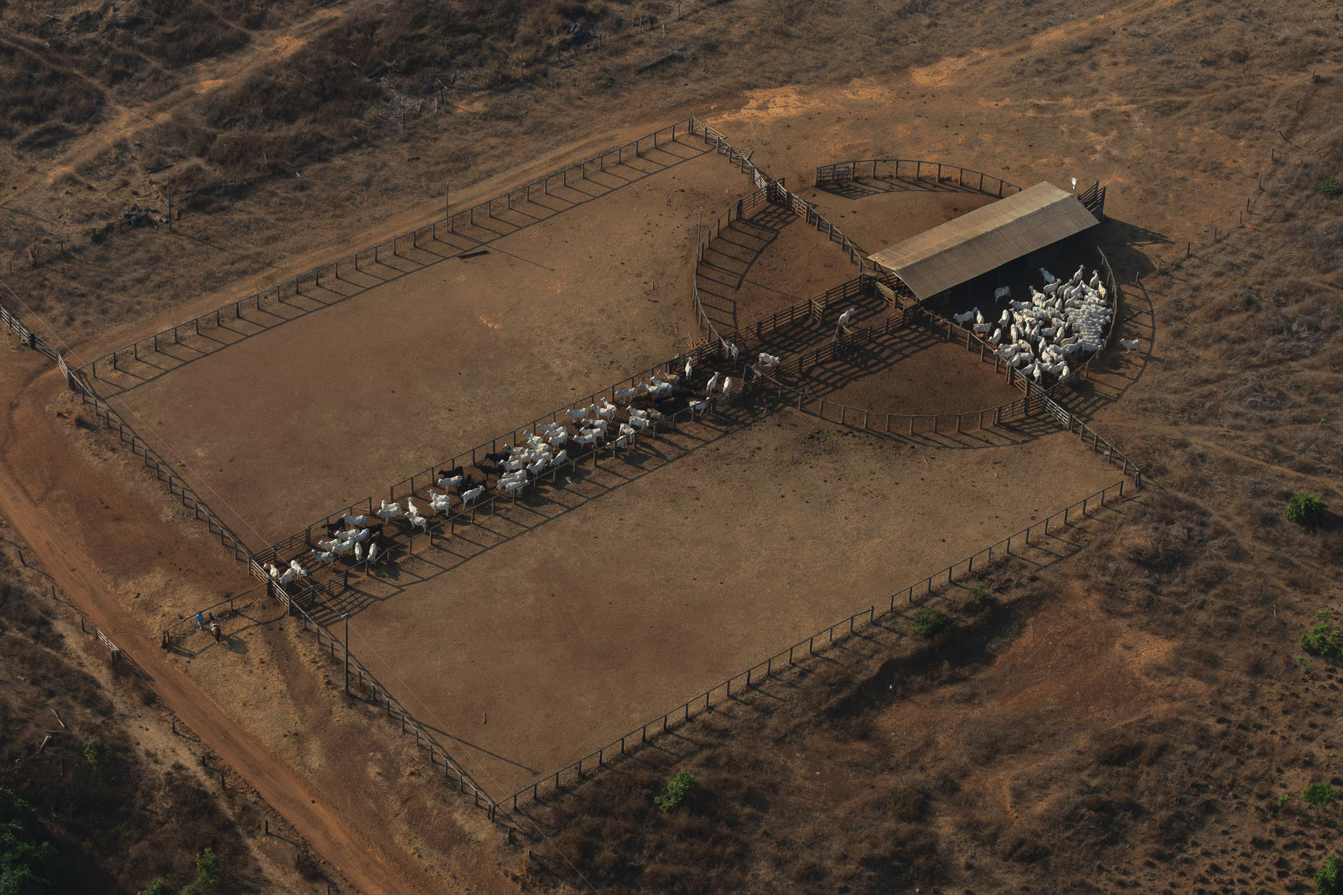 Fotografía del 9 de septiembre de 2025 que muestra ganado en la Hacienda Nova Orleans, proveedora de JBS, en Santana do Araguaia (Brasil). EFE/ Isaac Fontana