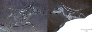 El pterodáctilo recién nacido, apodado Lucky, iluminado con luz ultravioleta. Tanto la parte como su contraparte muestran los delicados huesos de este diminuto pterosaurio, capturando una ala fracturada con extraordinario detalle. Fotografía facilitada por la Universidad de Leicester. EFE