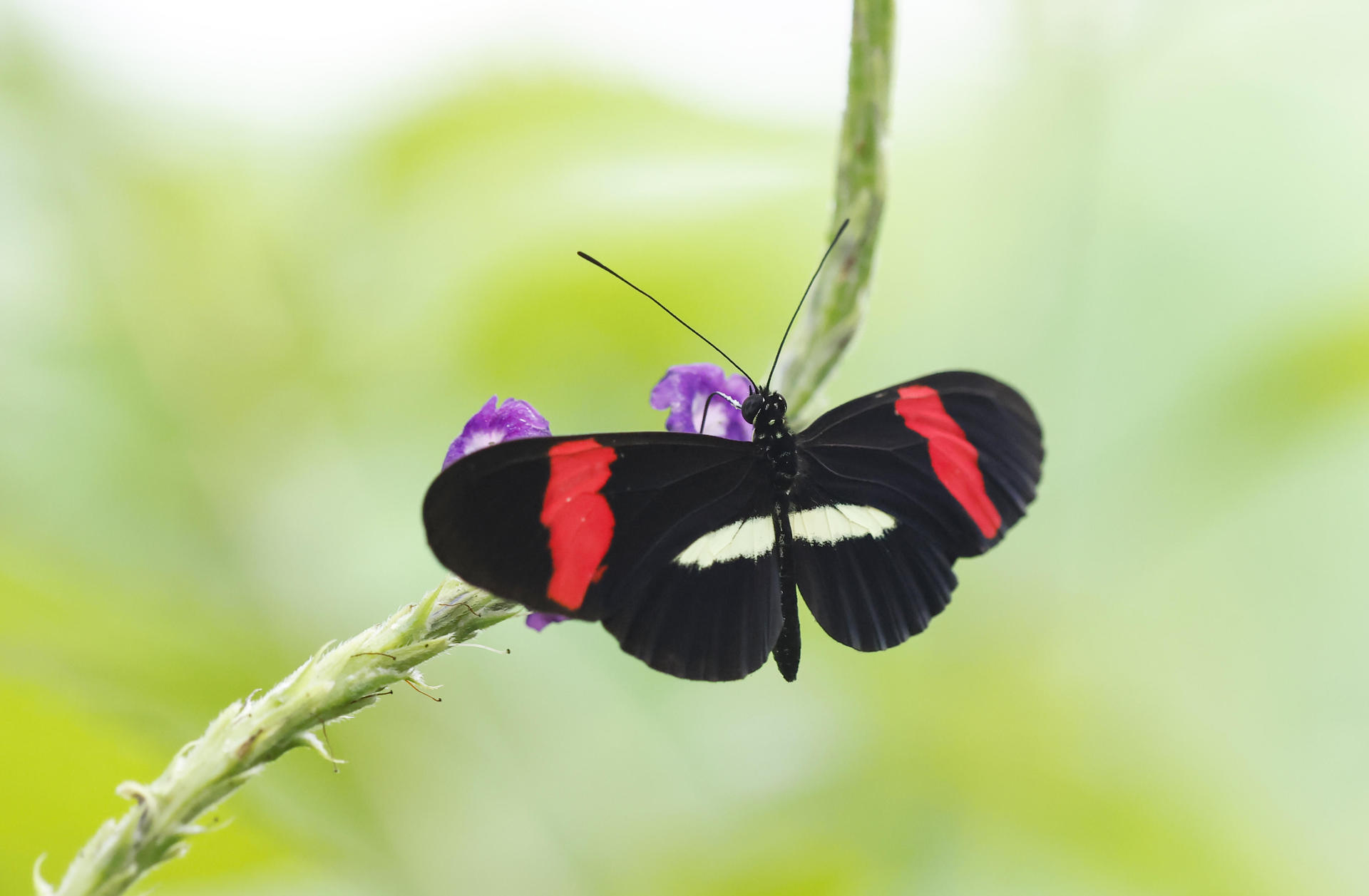 Fotografía del 06 de septiembre 2025 que muestra una mariposa Heliconius melpomene en Quepos (Costa Rica).EFE/Jeffrey Arguedas