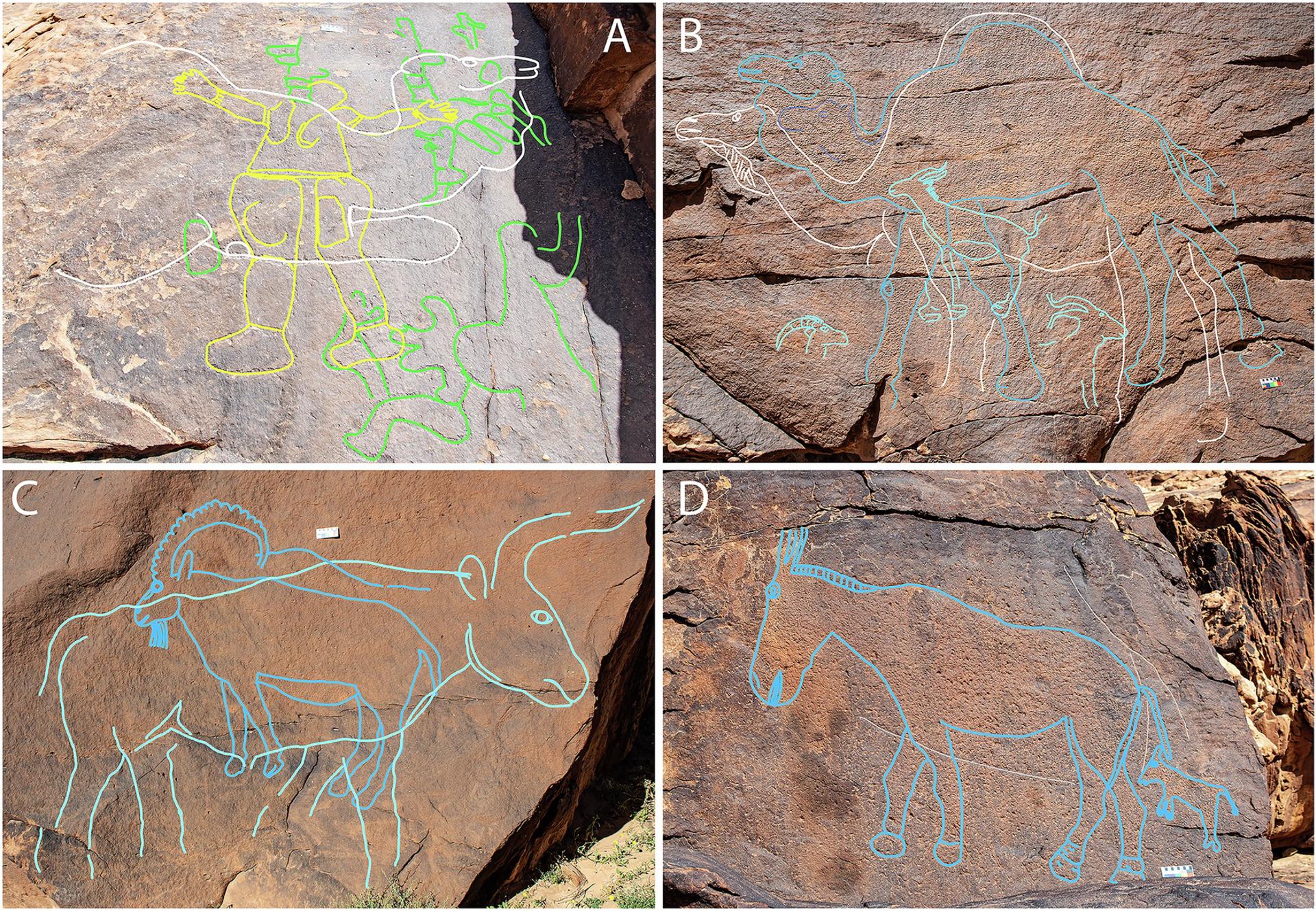 Paneles de arte rupestre en Jebel Arnaan. Los trazos resaltan las capas de grabados, mostrando la fase 1 en verde, la fase 2 en amarillo, la fase 3 en blanco y la fase 4 en tonos azules. Crédito: Guagnin et al., Nature Communications (2025)

