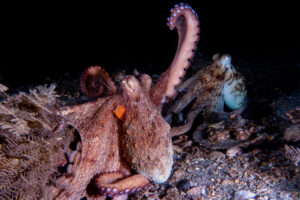 Un ejemplar de octopus americanus (pulpo común) del sur de Florida levanta un tentáculo. Crédito: Chelsea Bennice/ Marine Biological Laboratory