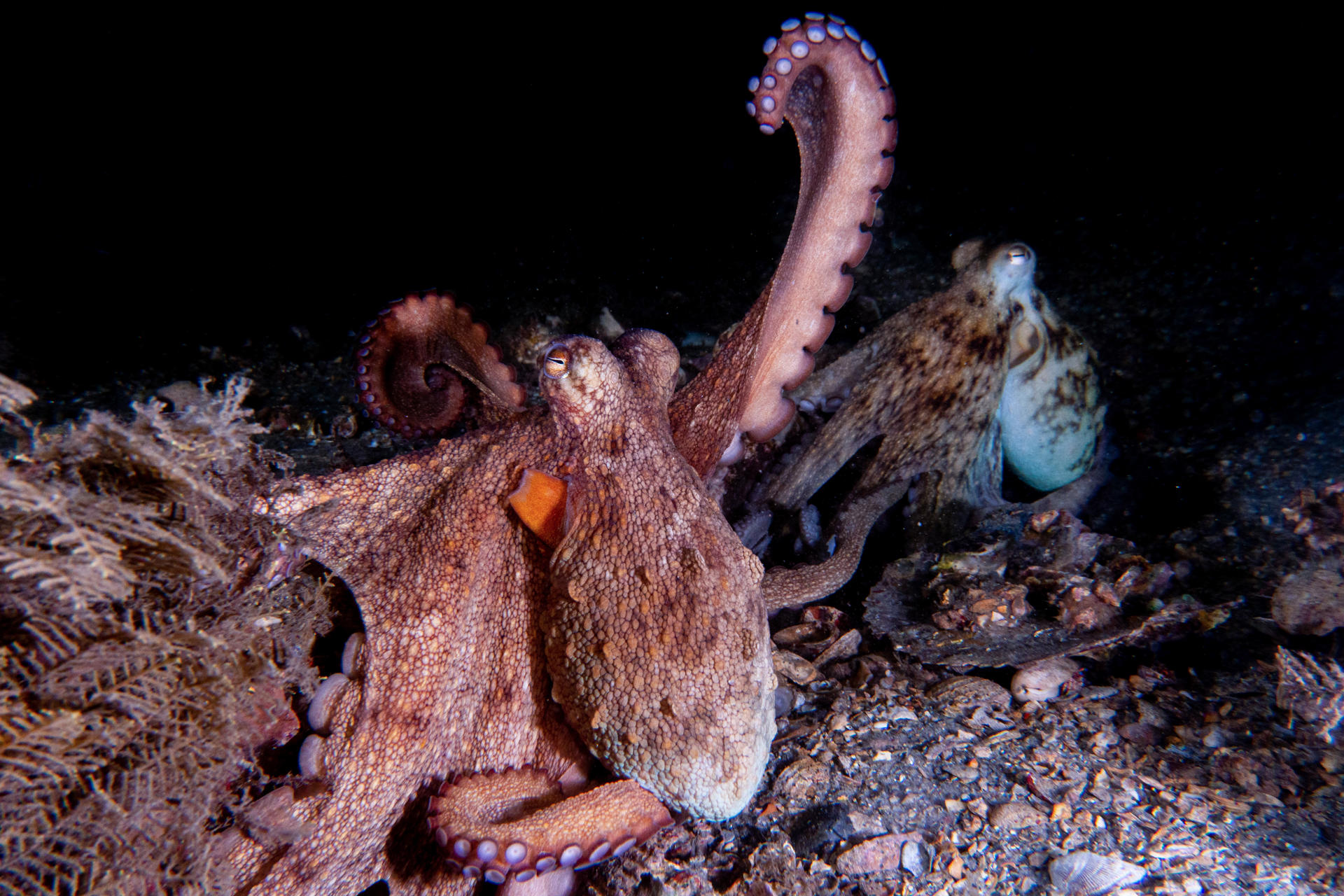 Un ejemplar de octopus americanus (pulpo común) del sur de Florida levanta un tentáculo. Crédito: Chelsea Bennice/ Marine Biological Laboratory