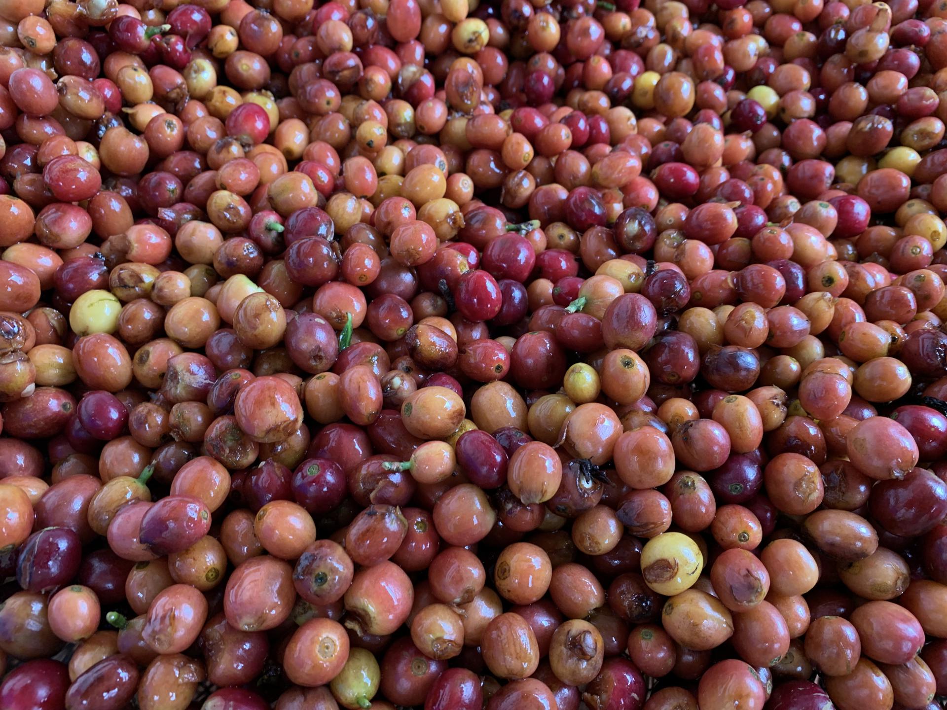 Fotografía que muestra una plantación de café en la finca Frajares en el Choco Andino (Ecuador). EFE/Andrea Faros
