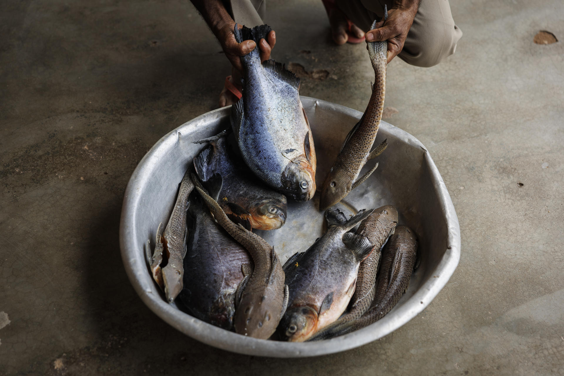 Detalle de una batea con pescados extraídos del río Tocantins, el pasado 11 de septiembre, en Itupiranga (Brasil). EFE/Isaac Fontana