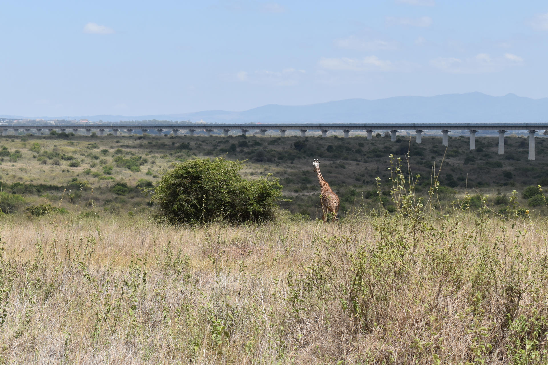 Una jirafa recorre una zona del Parque Nacional de Nairobi (el único situado en una capital en el mundo) cercana a las vías del tren que une la capital de Kenia con la ciudad costera de Mombasa. La fauna de Kenia genera millones de dólares cada año gracias a los safaris, a pesar del riesgo que ésto supone, ya que en las fronteras del este espacio natural descendientes masái, pueblo indígena de Kenia y Tanzania, viven entre cabras y depredadores. EFE/Augusto Morel
