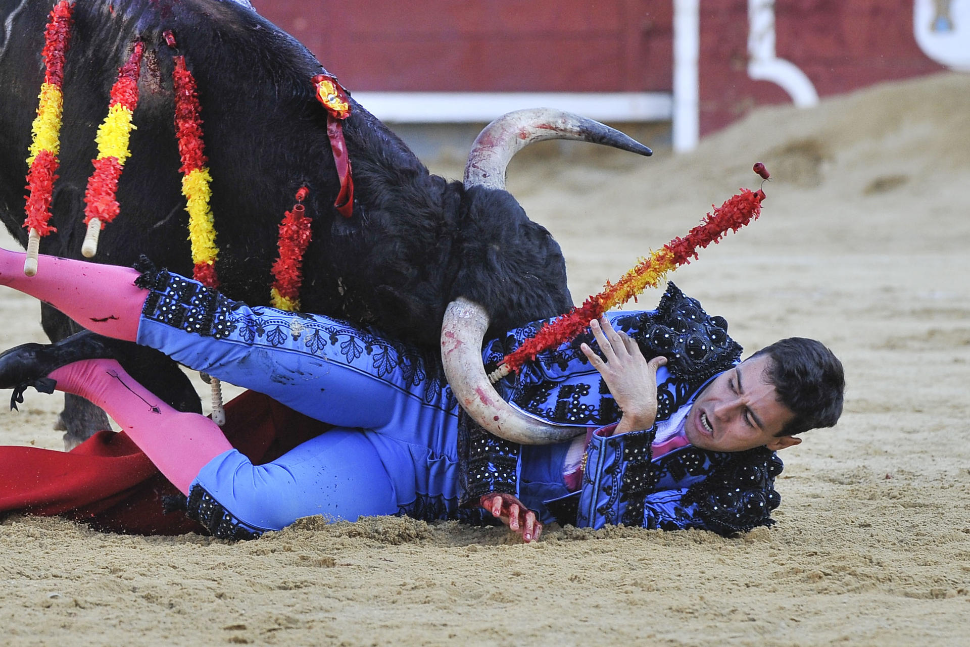 El novillero Alejandro Quesada a merced del novillo, este miércoles en la feria de Albacete. EFE/Manu