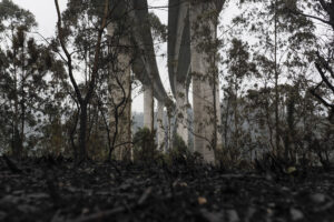 Monte quemado en Celeiro de Mariñaos en Barreiros, en la mariña de Lugo, en una fotografía de archivo. EFE/Eliseo Trigo