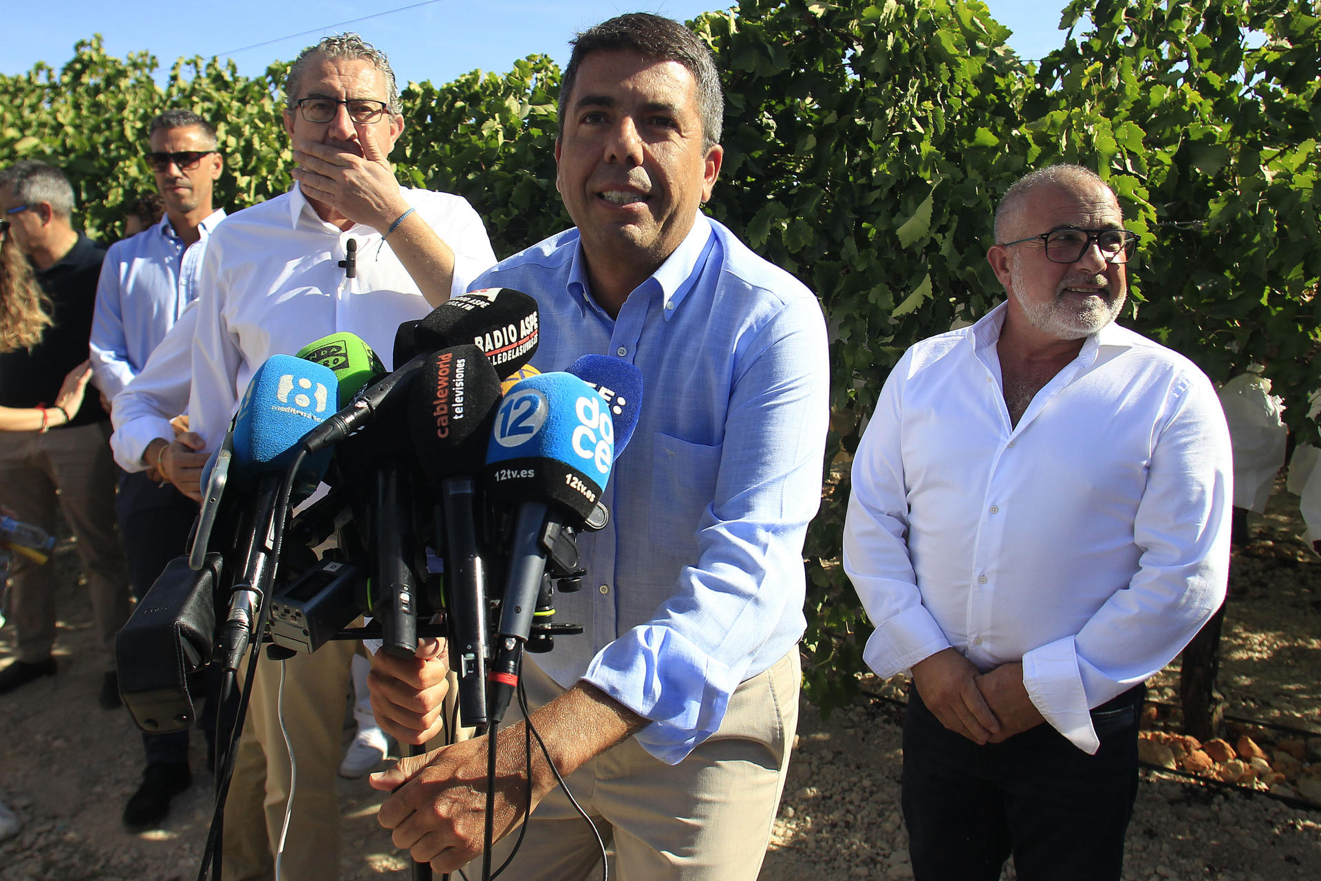 El president de la Generalitat, Carlos Mazón, en la plantación de uva D.O. Embolsada del Vinalopó, durante el acto del corte del primer racimo este jueves.EFE/ Morell