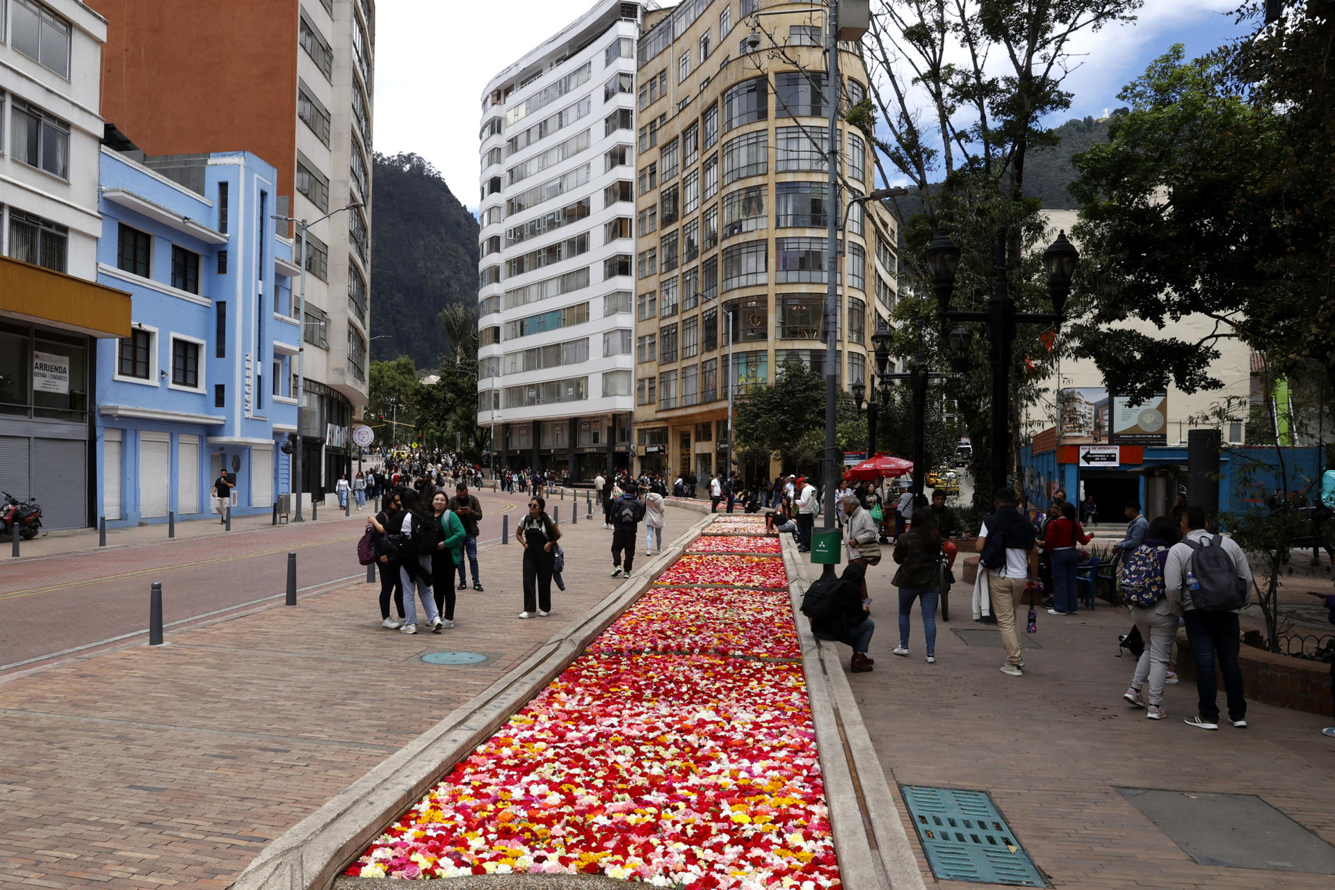 Un río de 150.000 flores amaneció en el eje ambiental como antesala de la inauguración de la primera edición de la Bienal Internacional de Arte y Ciudad BOG25 este sábado, en Bogotá (Colombia). EFE/ Mauricio Dueñas Castañeda