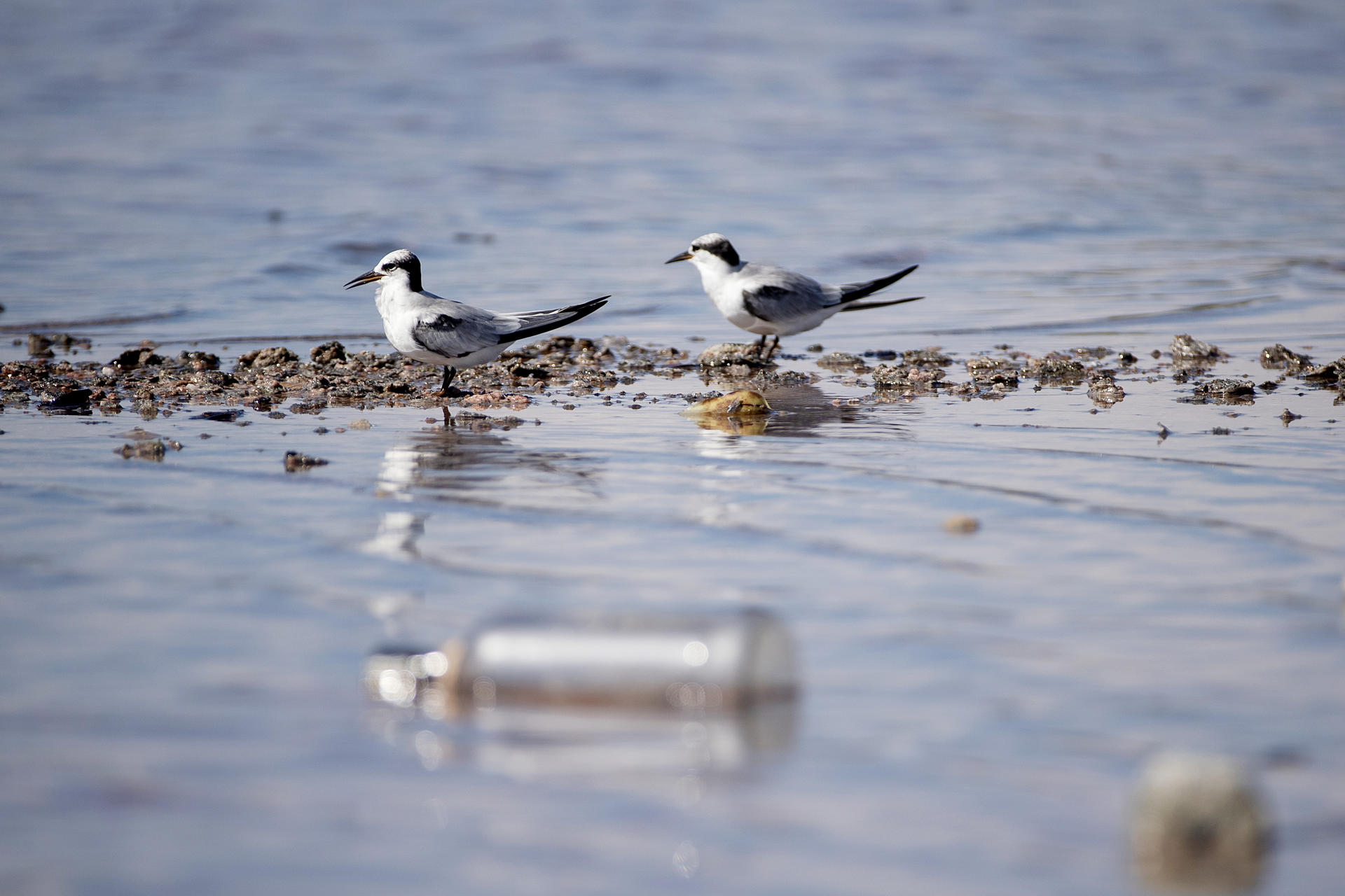 Dos aves reposan junto a una botella que flota en el agua este jueves, en Las Salinas de Baní (República Dominicana). EFE/Orlando Barría