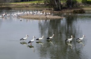 Un grupo de cigüeñas y flamencos en Doñana, en una fotografía de archivo. EFE/EDUARDO ABAD