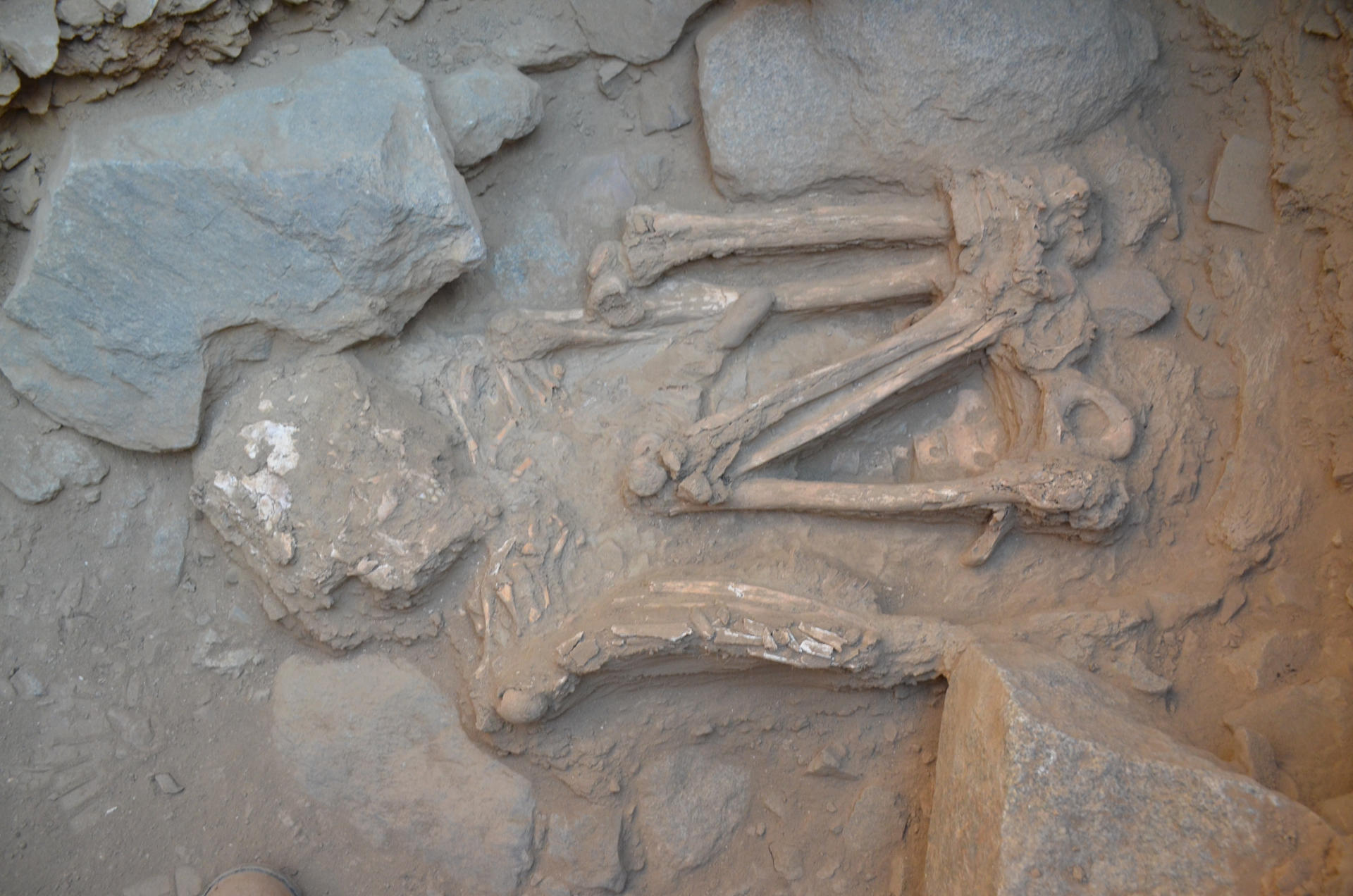 Fotografía del 16 de septiembre de 2025 cedida por el Proyecto de Investigación Arqueológico de Menocucho, que muestra una de las osamentas encontradas en la Zona Arqueológica Monumental Castillo de Jesús María, antiguo Menocucho, en Trujillo (Perú). EFE/ Proyecto de Investigación Arqueológico de Menocucho /SOLO USO EDITORIAL/NO VENTAS/SOLO DISPONIBLE PARA ILUSTRAR LA NOTICIA QUE ACOMPAÑA (CRÉDITO OBLIGATORIO)