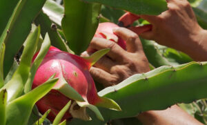 Las solicitudes de patentes en agricultura digital crecen 9,4 % anual, una tasa tres veces mayor que el promedio de todas las tecnologías, en respuesta al desafío global de alimentar a una población que superará los 10.000 millones en 2050, según un nuevo reporte del Observatorio de Patentes y Tecnología de la Oficina Europea de Patentes (OEP).  Fotografía de archivo. EFE/Jesús Méndez