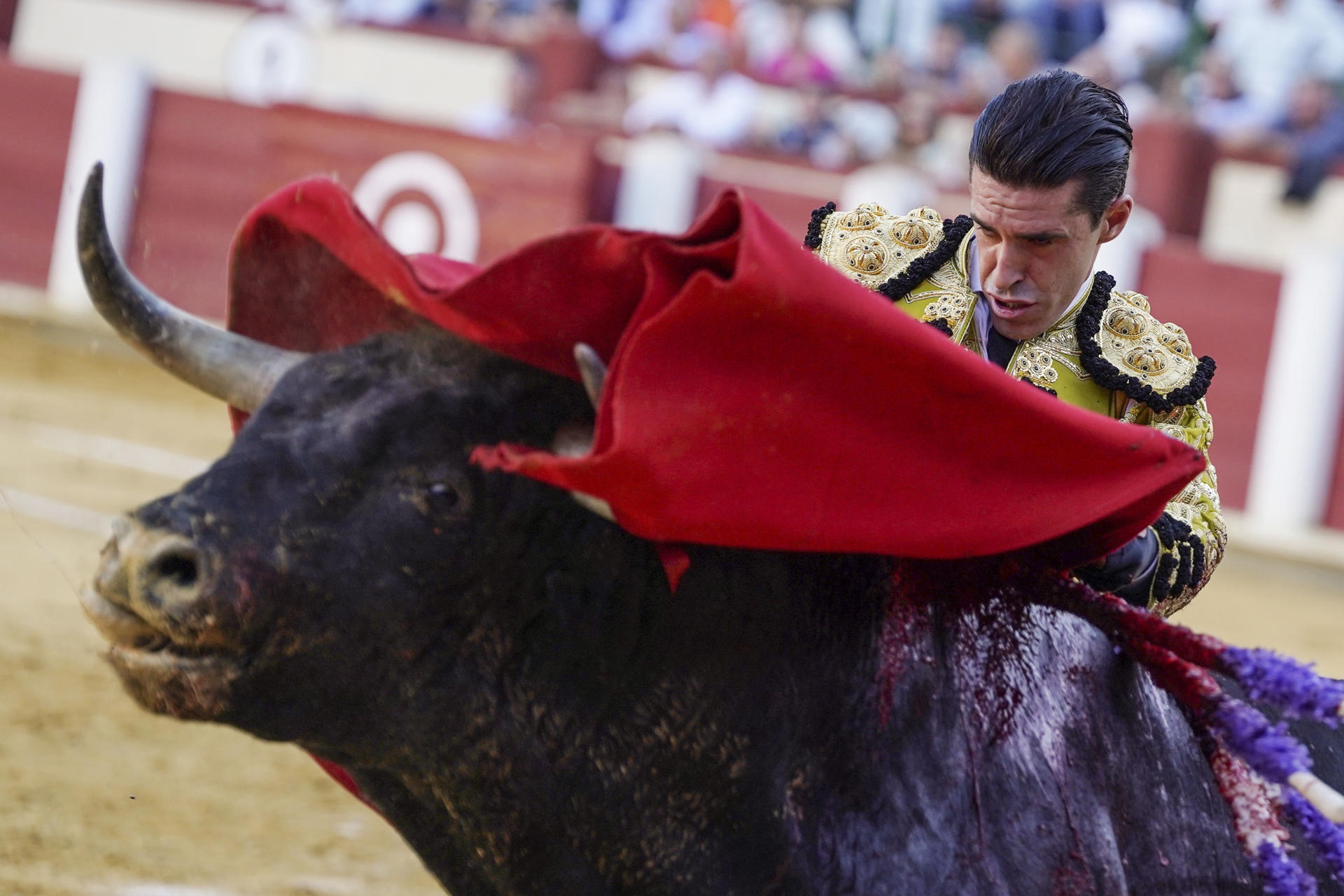 El diestro Alejandro Talavante lidia un toro este jueves, durante la segunda de abono de la feria de San Lorenzo de Valladolid. EFE/ Nacho Gallego