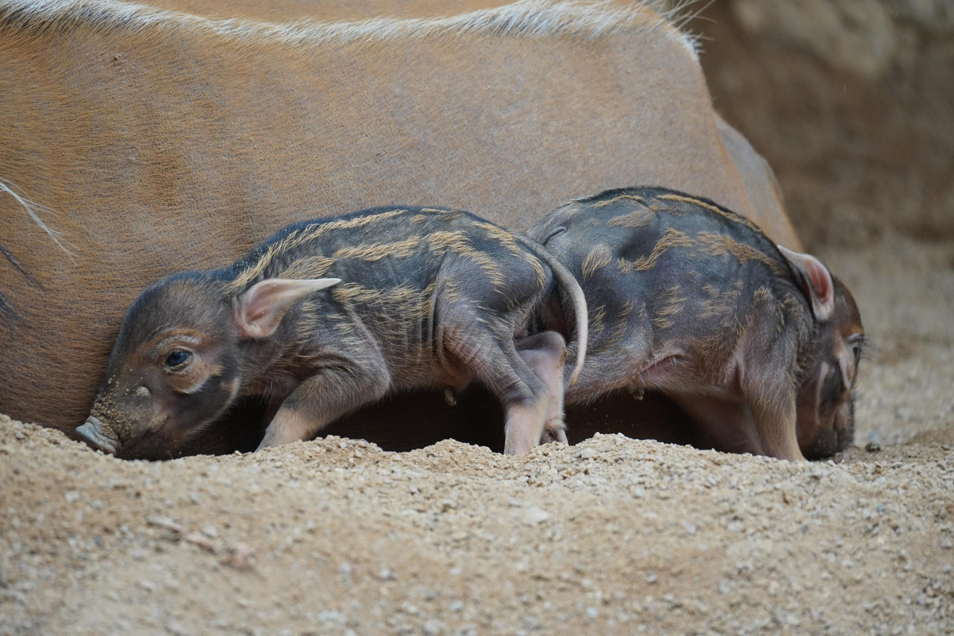 Dos crías de potamoquero rojo ('Potamochoerus porcus pictus'), un tipo de jabalí de pelaje rojo originario de África, una de las especies más singulares, desconocidas y amenazada por la pérdida de hábitat, han nacido en el zoológico Bioparc, en Fuengirola (Málaga). EFE/Bioparc Fuengirola -SOLO USO EDITORIAL/SOLO DISPONIBLE PARA ILUSTRAR LA NOTICIA QUE ACOMPAÑA (CRÉDITO OBLIGATORIO)-