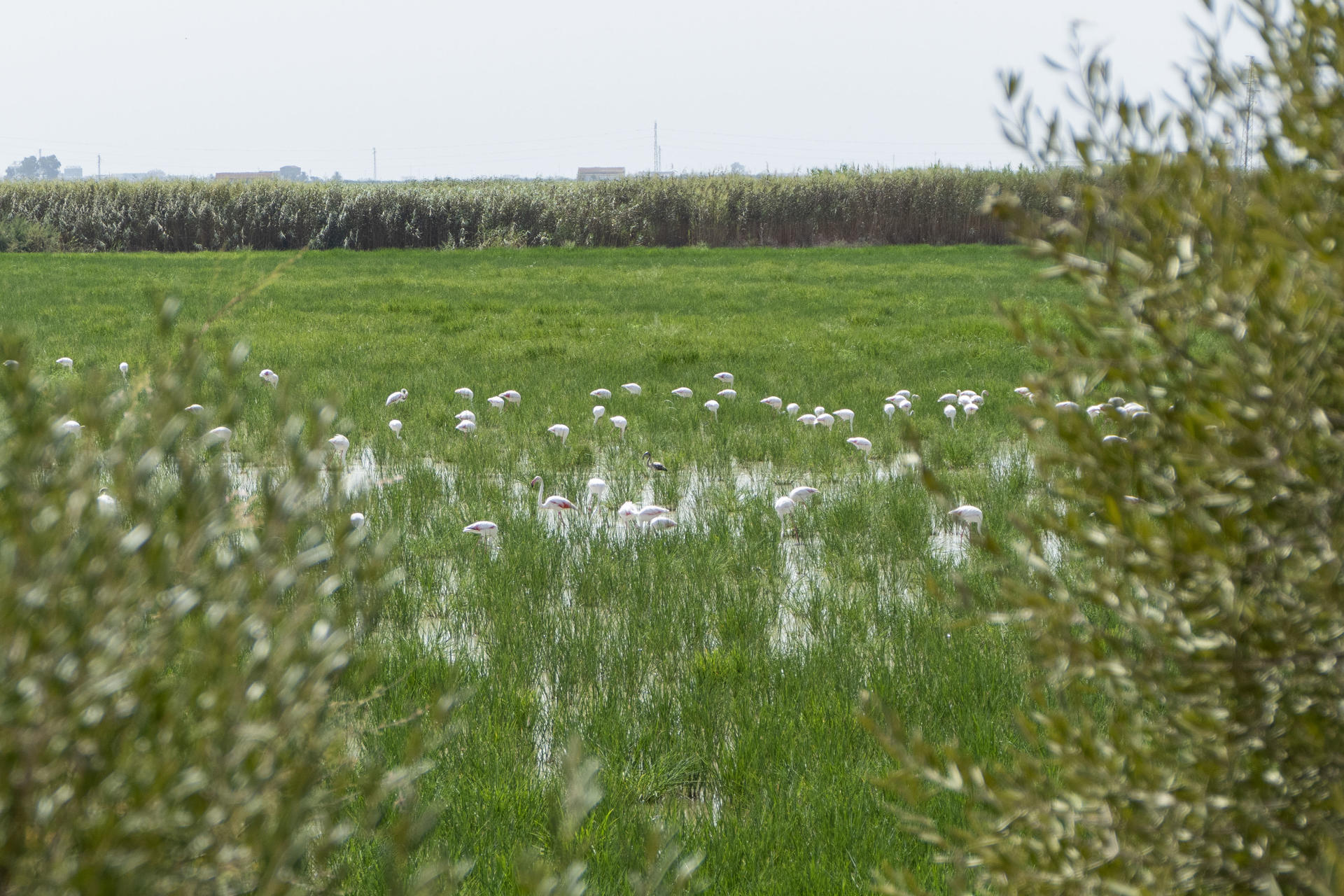 Imagen de archivo de aves en la provincia de Sevilla. EFE/ David Arjona