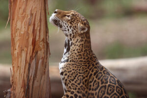 Fotografía de archivo en donde se ve a un jaguar. EFE/ Luis Gandarillas
