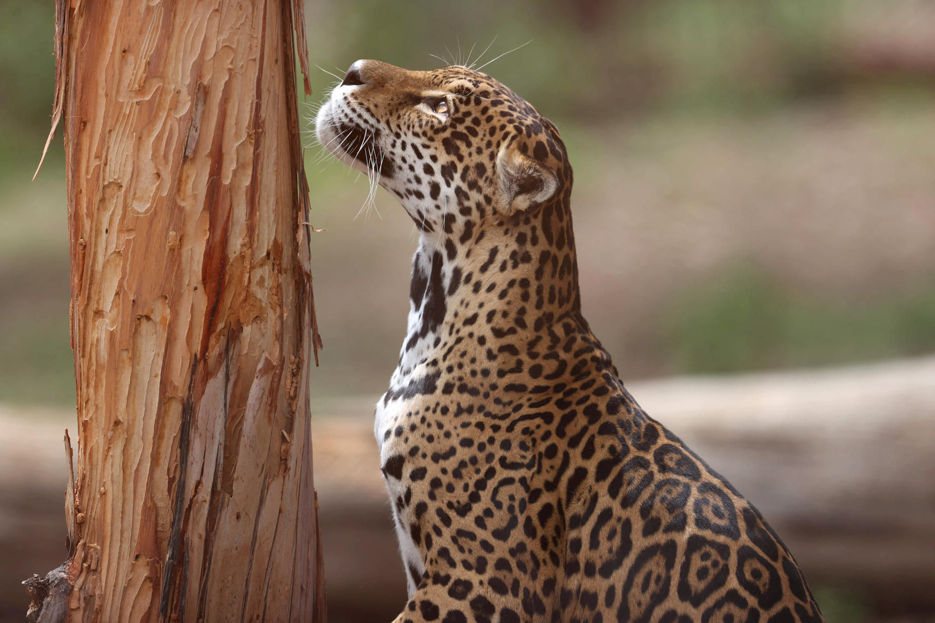 Fotografía de archivo en donde se ve a un jaguar. EFE/ Luis Gandarillas