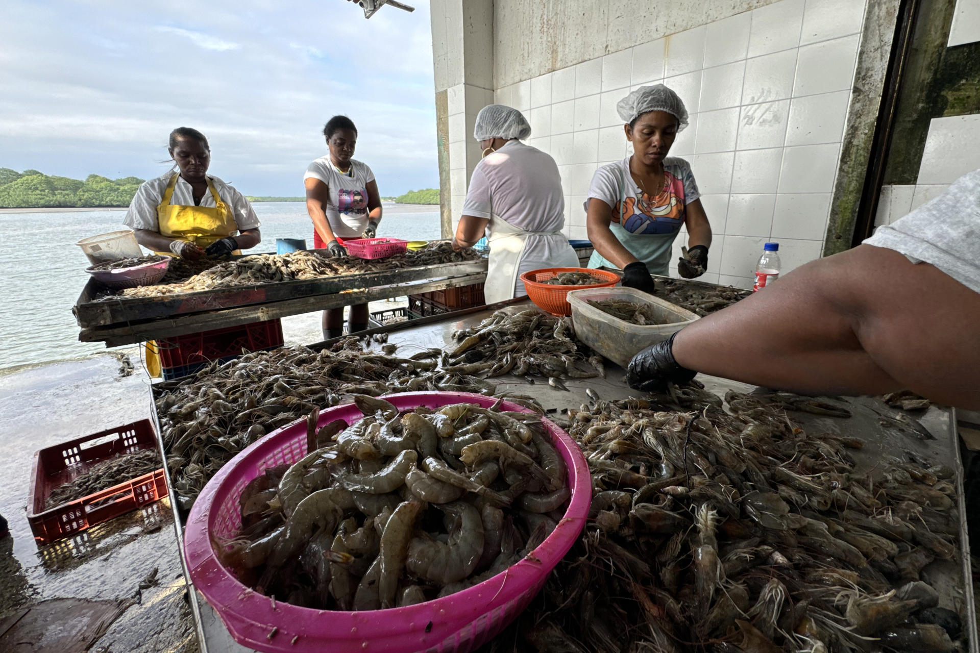 Fotografía del 22 de agosto de 2025 de mujeres de una empresa pesquera quitando la cáscara y cabeza de la pesca de camarones en una de las zonas costeras en Tumaco (Colombia). EFE/ Mario Baos