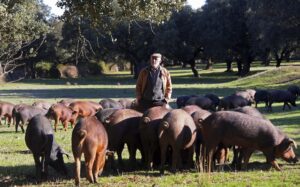 Un ganadero con sus cerdos en Ciudad Rodrigo, Salamanca. EFE/Carlos García