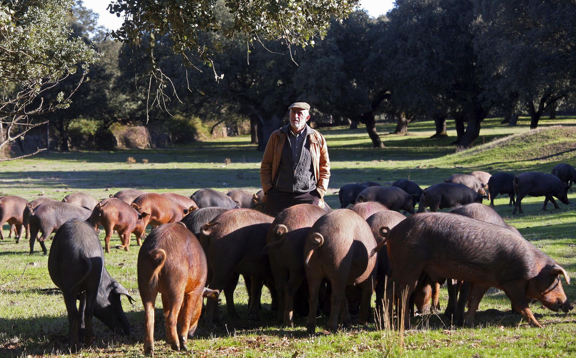 Un ganadero con sus cerdos en Ciudad Rodrigo, Salamanca. EFE/Carlos García