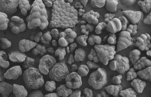 Fotografía de microscopio electrónico de barrido de conchas de foraminíferos planctónicos de finales del periodo Cretácico, facilitada por la Universidad del País Vasco. EFE