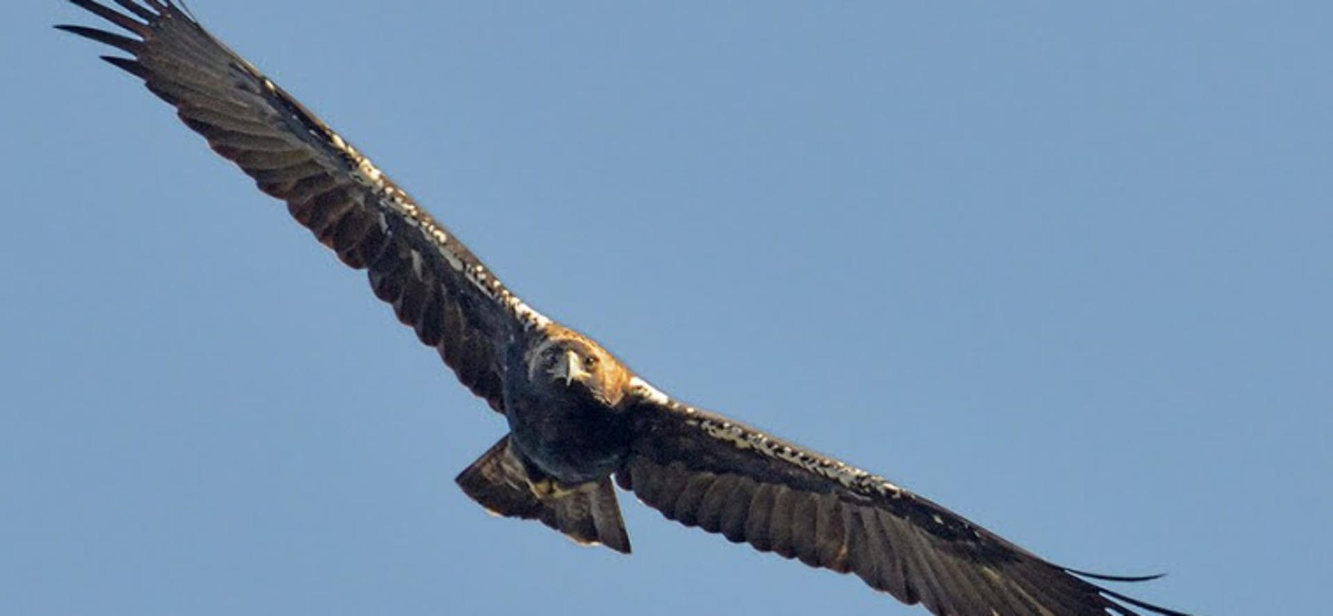 Aguila_imperial ©Luis Martínez.