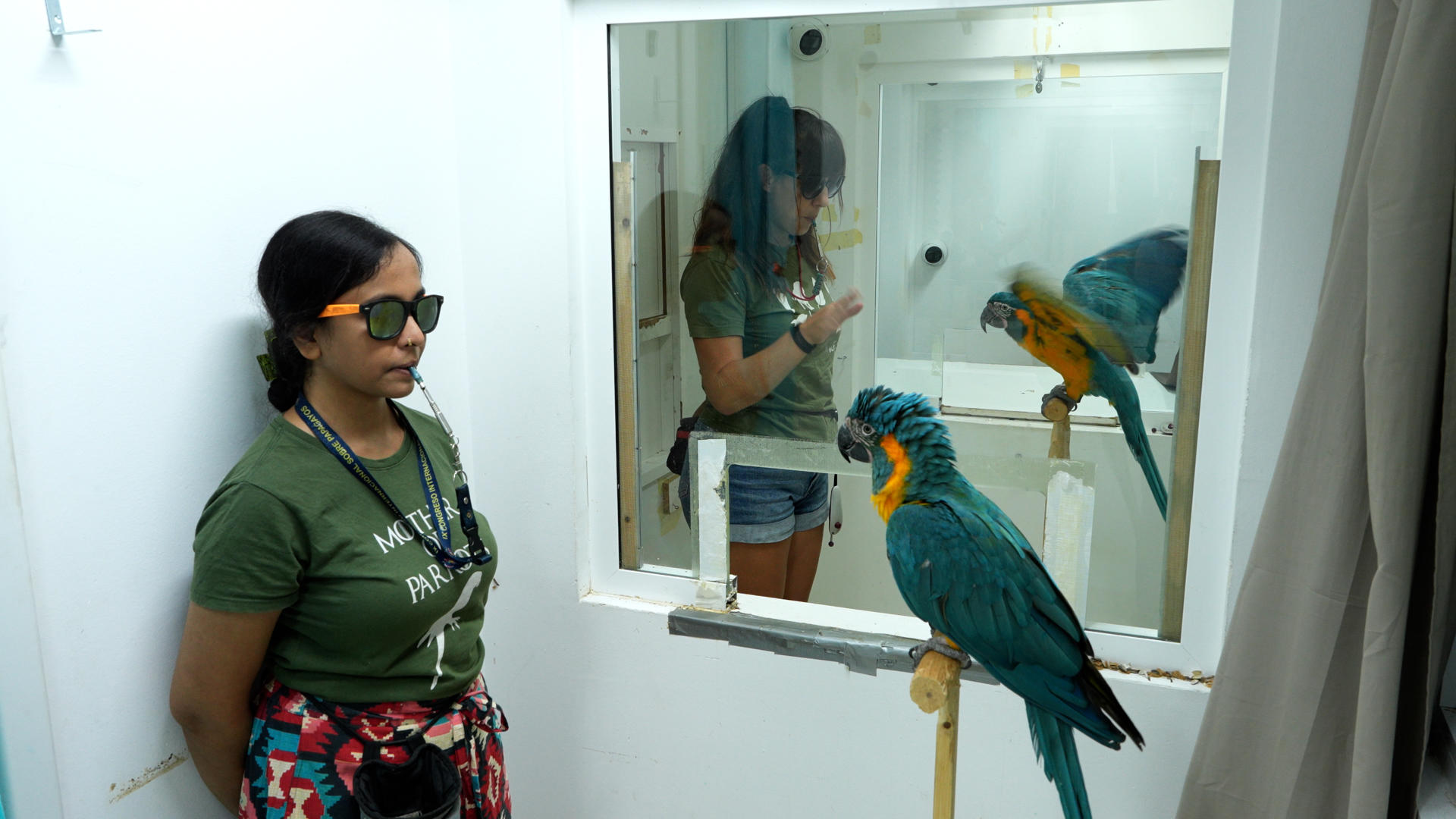 Los 'guacamayos barba azul', una especie de loro endémica de Bolivia y en peligro de extinción, son capaces de aprender nuevos trucos y acciones observando a sus compañeros, una forma de imitación propia de los humanos y que podría ayudar a entender los comportamientos grupales tal sutiles y sociales de estos animales. En la foto, un momento de los trabajos de investigación. Imagen: Adrián Azcárate/Loro Parque Fundación