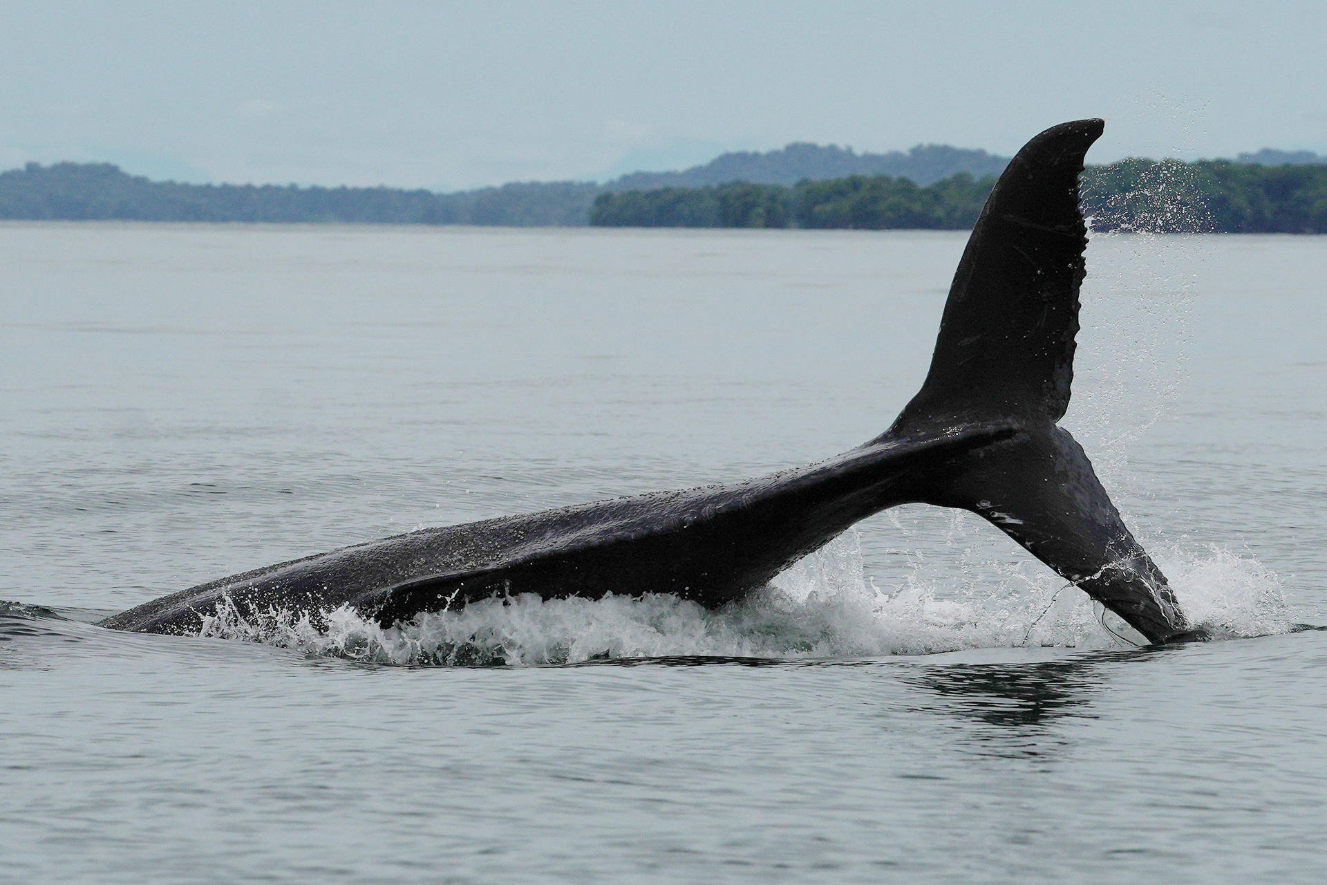 Una ballena jorobada salta este sábado, en el Parque Nacional Natural Uramba Bahía Málaga en Buenaventura (Colombia). EFE/ Ernesto Guzmán
