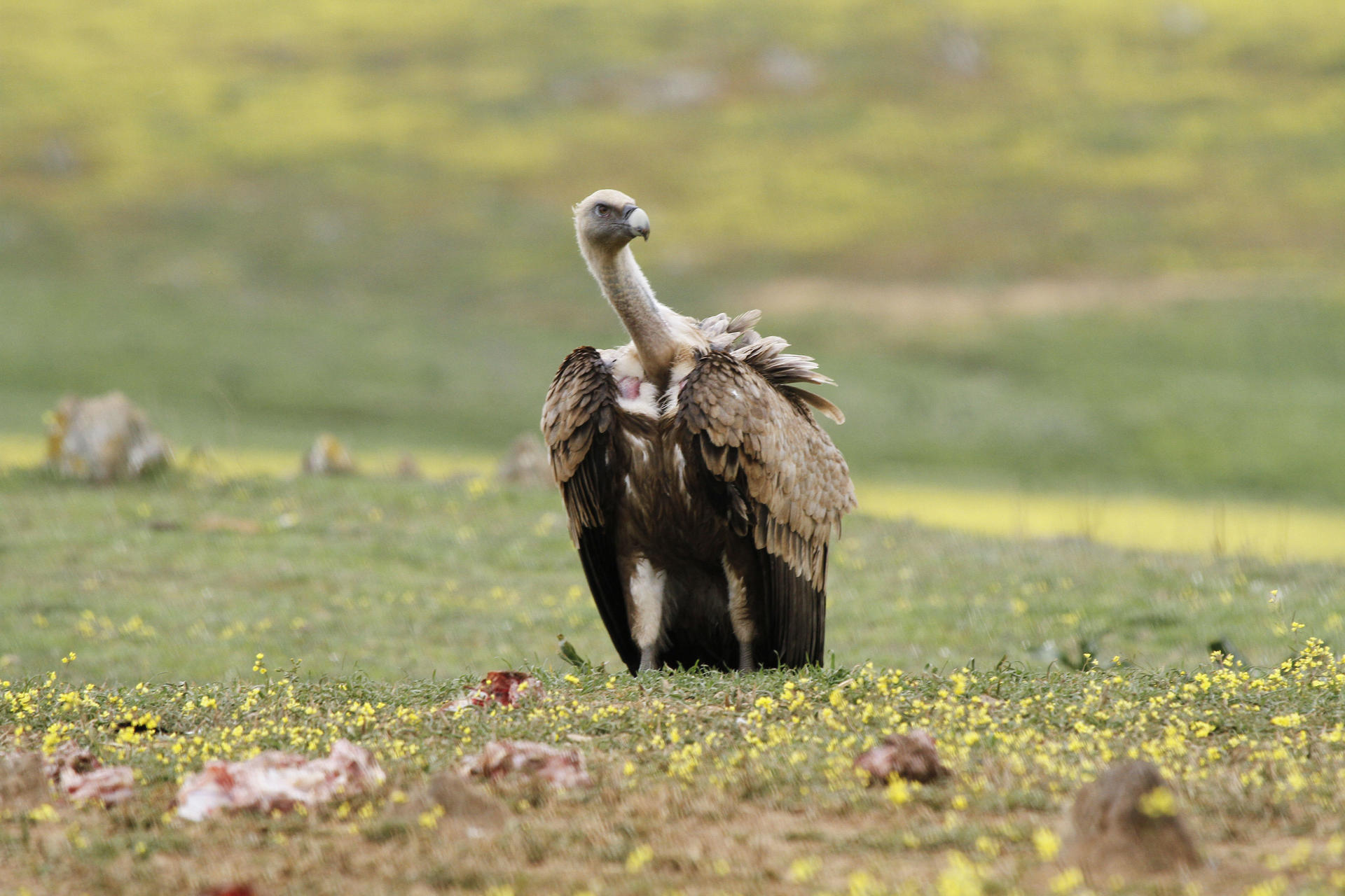 Una investigación del Grupo de Investigación en Toxicología de Fauna Silvestre del Instituto de Investigación en Recursos Cinegéticos y el Instituto de Diagnóstico Ambiental y Estudios del Agua ha demostrado que casi un 4 % de los buitres leonados en España ingiere diariamente fragmentos de munición de plomo, principalmente procedentes de la caza mayor. EFE/ Beldad