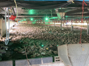 Más de 50.000 pollos murieron ahogados en una granja por las inundaciones registradas en la ciudad tailandesa de Rayong, a unos 180 kilómetros al sur de Bangkok, donde las autoridades aún evalúan los daños materiales causados por el mal tiempo. Krit Sinlapachai, diputado de esta región, publicó en Facebook imágenes de la granja inundada, en las que se observa al montón de aves cubiertas por el agua, que alcanzó los 30 metros de altura en el sitio. EFE/ Krit Silapachai SOLO USO EDITORIAL/SOLO DISPONIBLE PARA ILUSTRAR LA NOTICIA QUE ACOMPAÑA (CRÉDITO OBLIGATORIO)