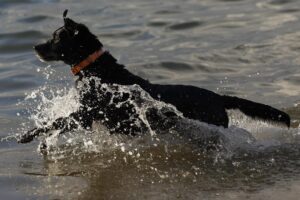 Fotografía de archivo de un perro en la playa. EFE EFE/ Miguel Toña