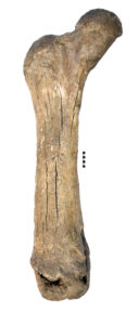 Fémur de mastodonte de Middle River, con una antigüedad estimada de 91 000 años, hallado en un sumidero de yeso en Nueva Escocia. Crédito: Nova Scotia Museum