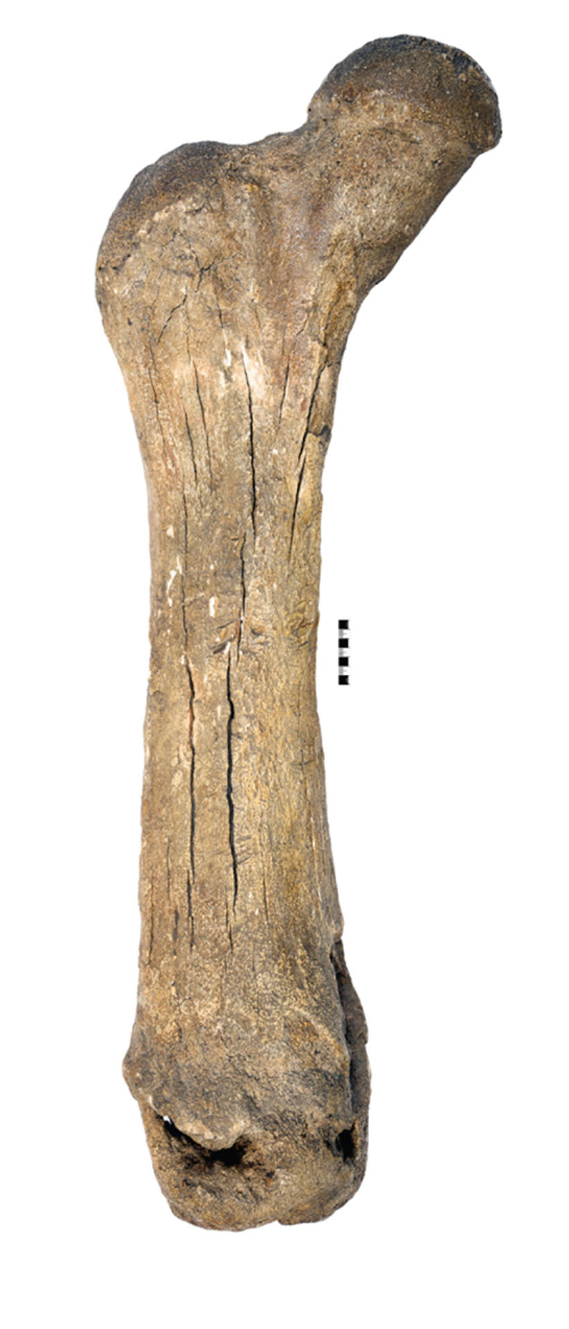 Fémur de mastodonte de Middle River, con una antigüedad estimada de 91 000 años, hallado en un sumidero de yeso en Nueva Escocia. Crédito: Nova Scotia Museum