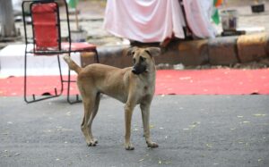 Fotografía de archivo, tomada el 22/08/2025, que muestra a un perro callejero en una zona de Nueva Delhi, India. EFE/EPA/HARISH TYAGI