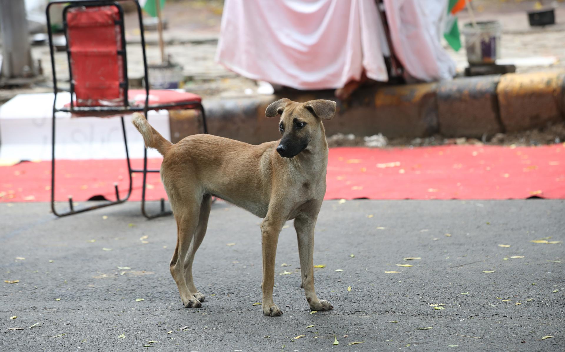 Fotografía de archivo, tomada el 22/08/2025, que muestra a un perro callejero en una zona de Nueva Delhi, India. EFE/EPA/HARISH TYAGI