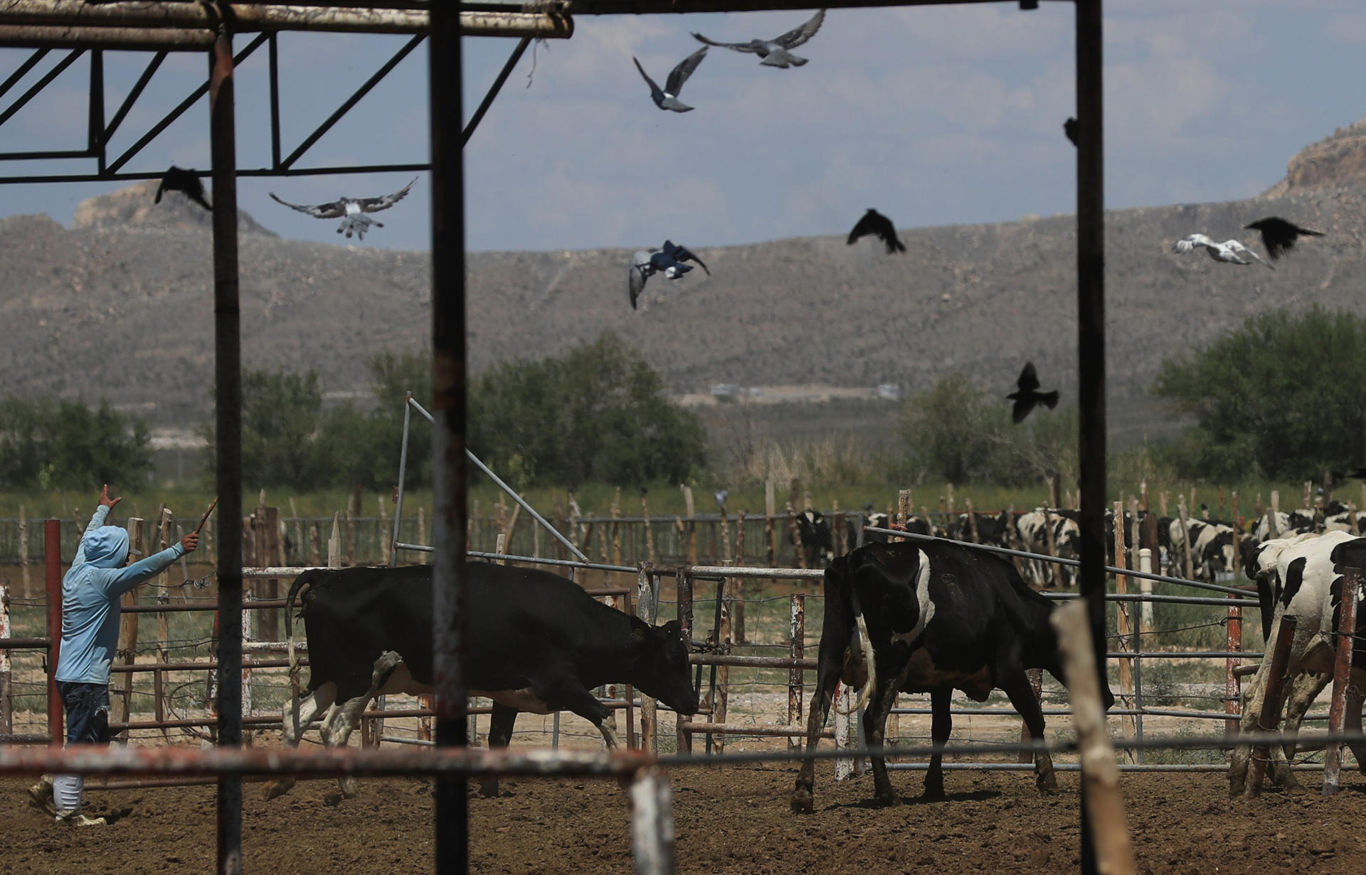 Fotografía de este viernes donde se observa ganado vacuno que permanece varado en un rancho en Ciudad Juárez, Chihuahua (México). EFE/Luis Torres
