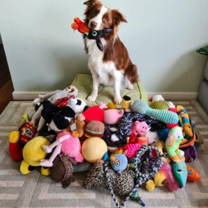 Uno de los perros del estudio posa sobre una pila de juguetes. Fotografía facilitada por Claudia Fugazza. EFE