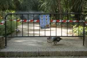 Cuatro aves muertas han sido encontradas esta mañana en el Parque de María Luisa de Sevilla, al día siguiente de reabrir sus puertas ante la sospechas de que las localizadas esta misma semana murieran por gripe aviar.Fuentes del Ayuntamiento de Sevilla han informado a EFE de que esta mañana han sido hallados muertos patos y palomas, que han sido retirados por el personal del parque. En la imagen, varios patos en el Parque de María Luisa de Sevilla. EFE/ David Arjona