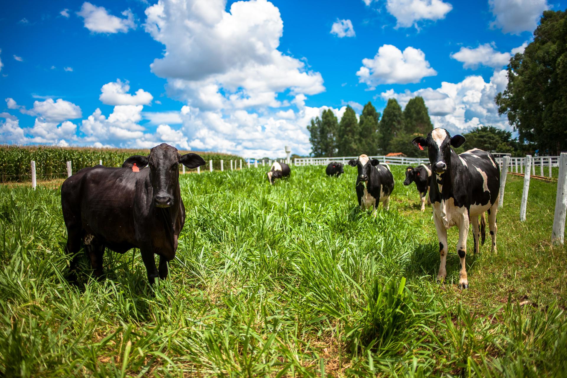 Brasil, mayor productor y exportador mundial de carnes, pretende impulsar prácticas sostenibles en ganadería a partir de los datos obtenidos con una herramienta recién lanzada. EFE/ Marcelo Sayão ARCHIVO