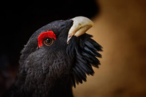 Urogallo comun ©Karel-Stepan-shutterstock.