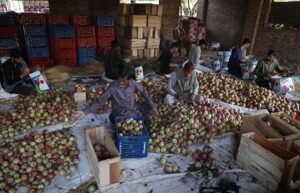 Agricultores y trabajadores de manzanas las clasifican antes de empaquetarlas en cajas durante la recolección en las afueras de Srinagar, la capital de verano de la Cachemira india. EFE/EPA/FAROOQ KHAN