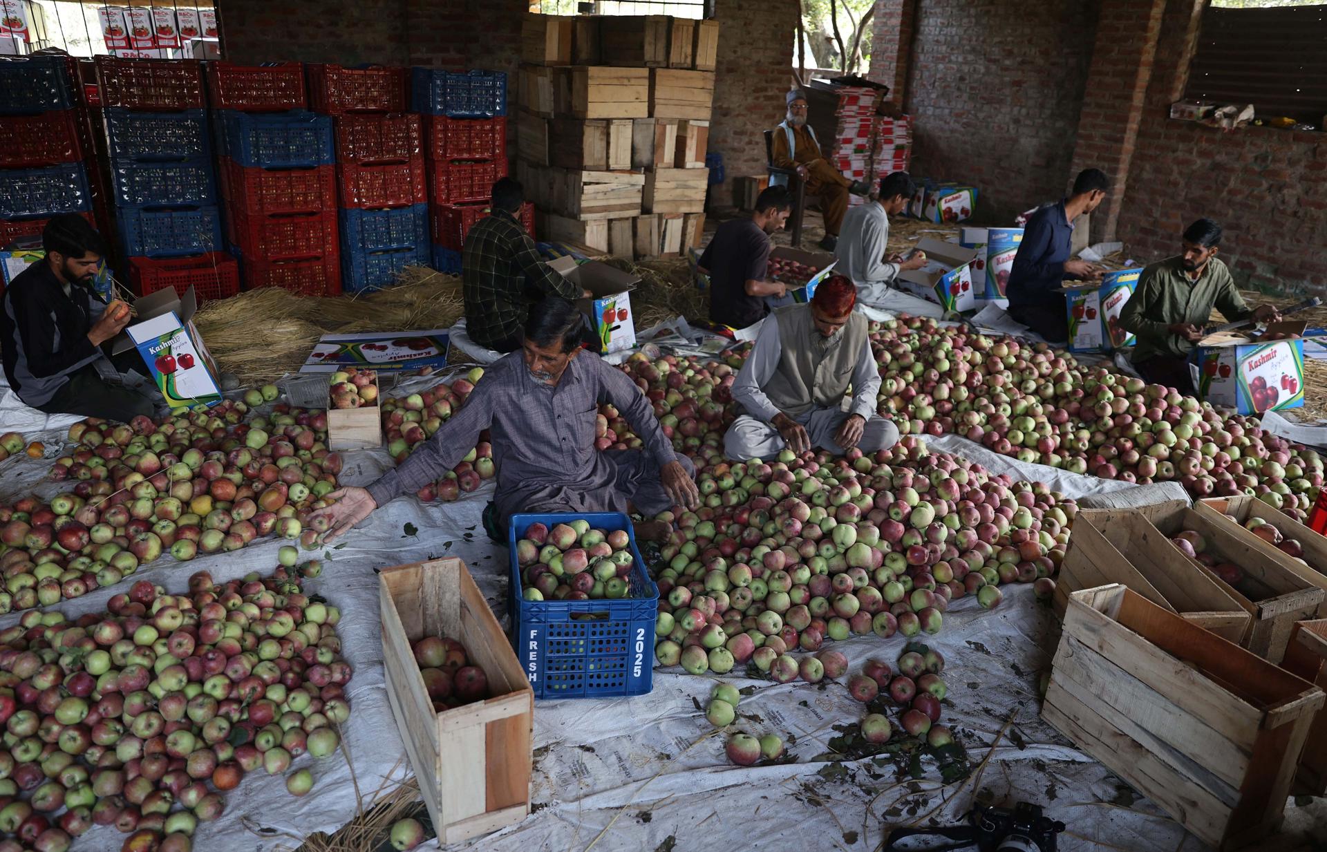 Agricultores y trabajadores de manzanas las clasifican antes de empaquetarlas en cajas durante la recolección en las afueras de Srinagar, la capital de verano de la Cachemira india. EFE/EPA/FAROOQ KHAN