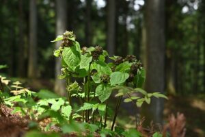 Un ejemplar de acacia Vincetoxicum nakaianum floreciendo en su hábitat natural. Crédito: Mochizuki 2025/Universidad de Tokio