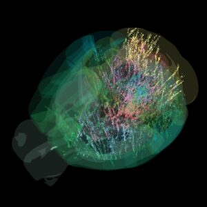 Doce equipos de investigación europeos y estadounidenses han desarrollado un mapa detallado a nivel celular de cómo es la toma de decisiones en todo el cerebro de un ratón. Sus resultados aparecen recogidos en dos artículos en la revista Nature. DAN BIRMAN. INTERNATIONAL BRAIN LABORATORY