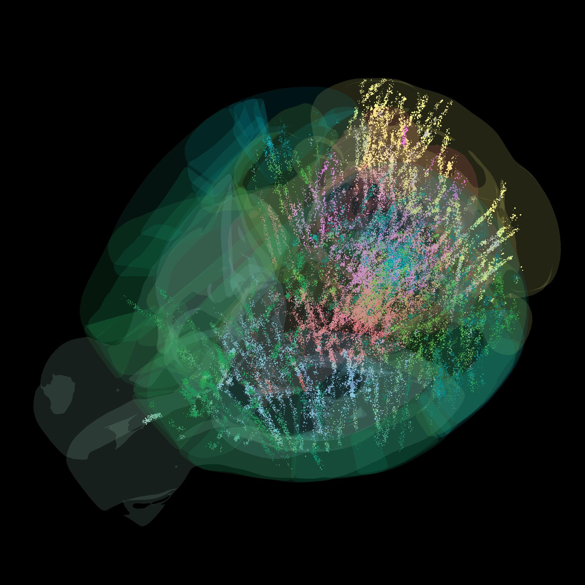 Doce equipos de investigación europeos y estadounidenses han desarrollado un mapa detallado a nivel celular de cómo es la toma de decisiones en todo el cerebro de un ratón. Sus resultados aparecen recogidos en dos artículos en la revista Nature. DAN BIRMAN. INTERNATIONAL BRAIN LABORATORY