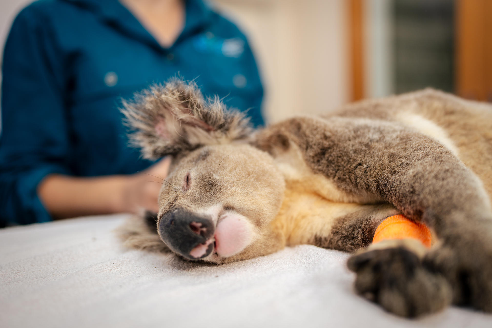 SÍDNEY, 10/09/2025.- Australia se convirtió este miércoles en el primer país del mundo en aprobar una vacuna para proteger a los koalas de la clamidia, una enfermedad que causa infertilidad, ceguera y muerte en este emblemático marsupial, informaron este miércoles fuentes oficiales. La vacuna, desarrollada durante más de una década por investigadores de la Universidad de Sunshine Coast (UniSC), fue autorizada por la Autoridad Australiana de Plaguicidas y Medicamentos Veterinarios (APVMA, por sus siglas en inglés) y podrá aplicarse en hospitales de fauna, clínicas veterinarias y directamente en hábitats silvestres. EFE/ UNISC Australia SOLO USO EDITORIAL/SOLO DISPONIBLE PARA ILUSTRAR LA NOTICIA QUE ACOMPAÑA (CRÉDITO OBLIGATORIO)
